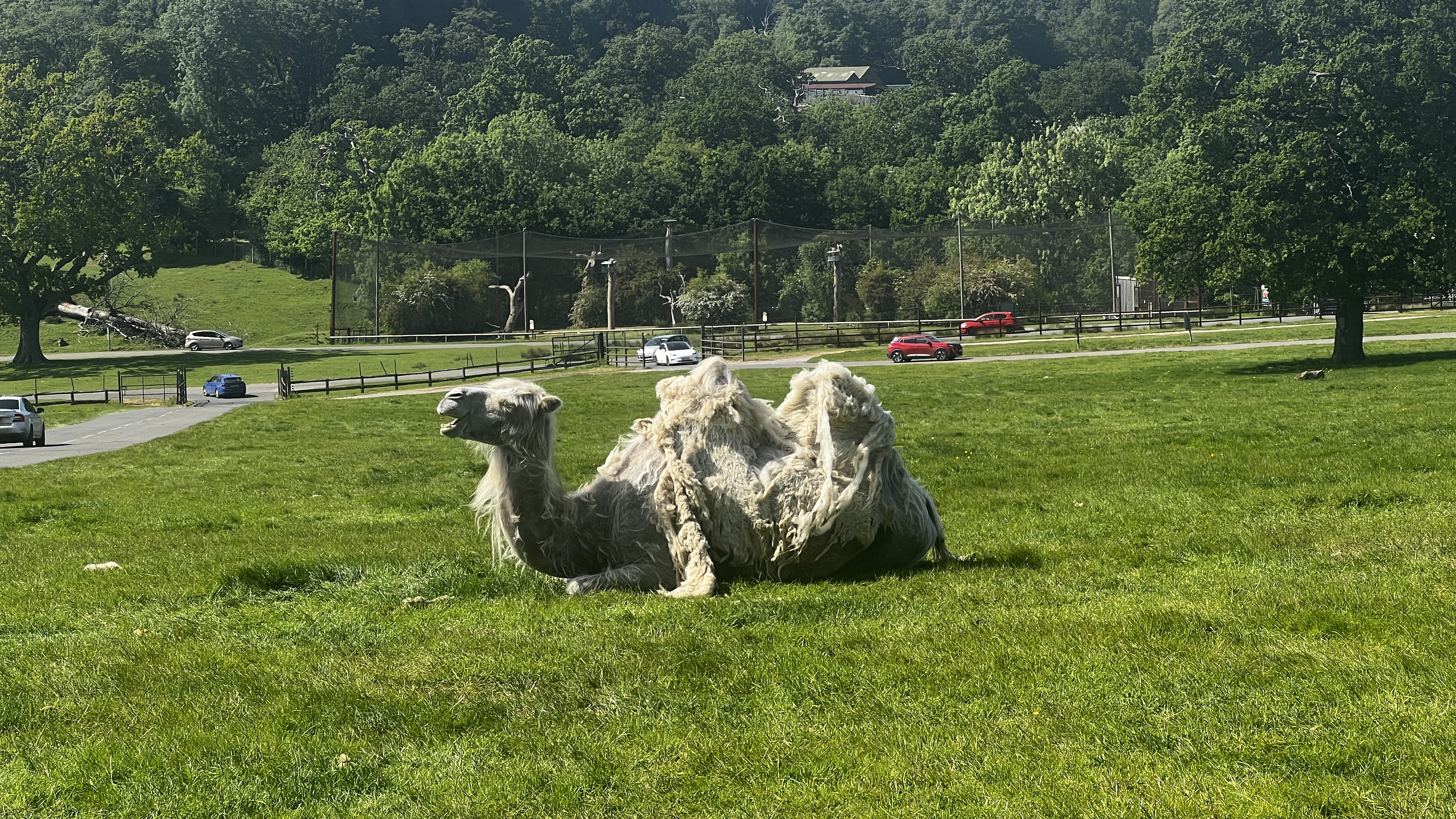 shedding camels