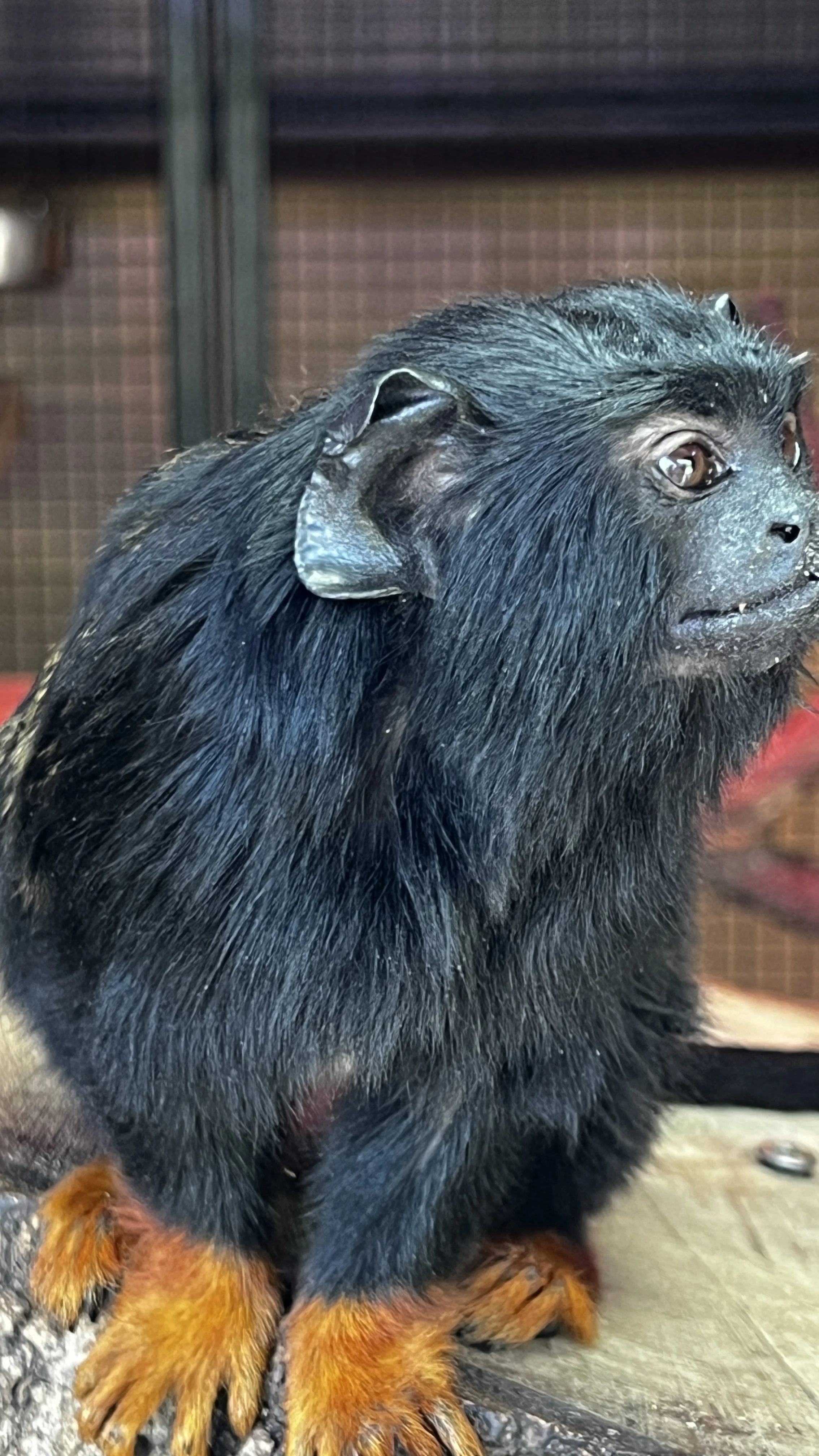 Ryan with a monkey at Longleat