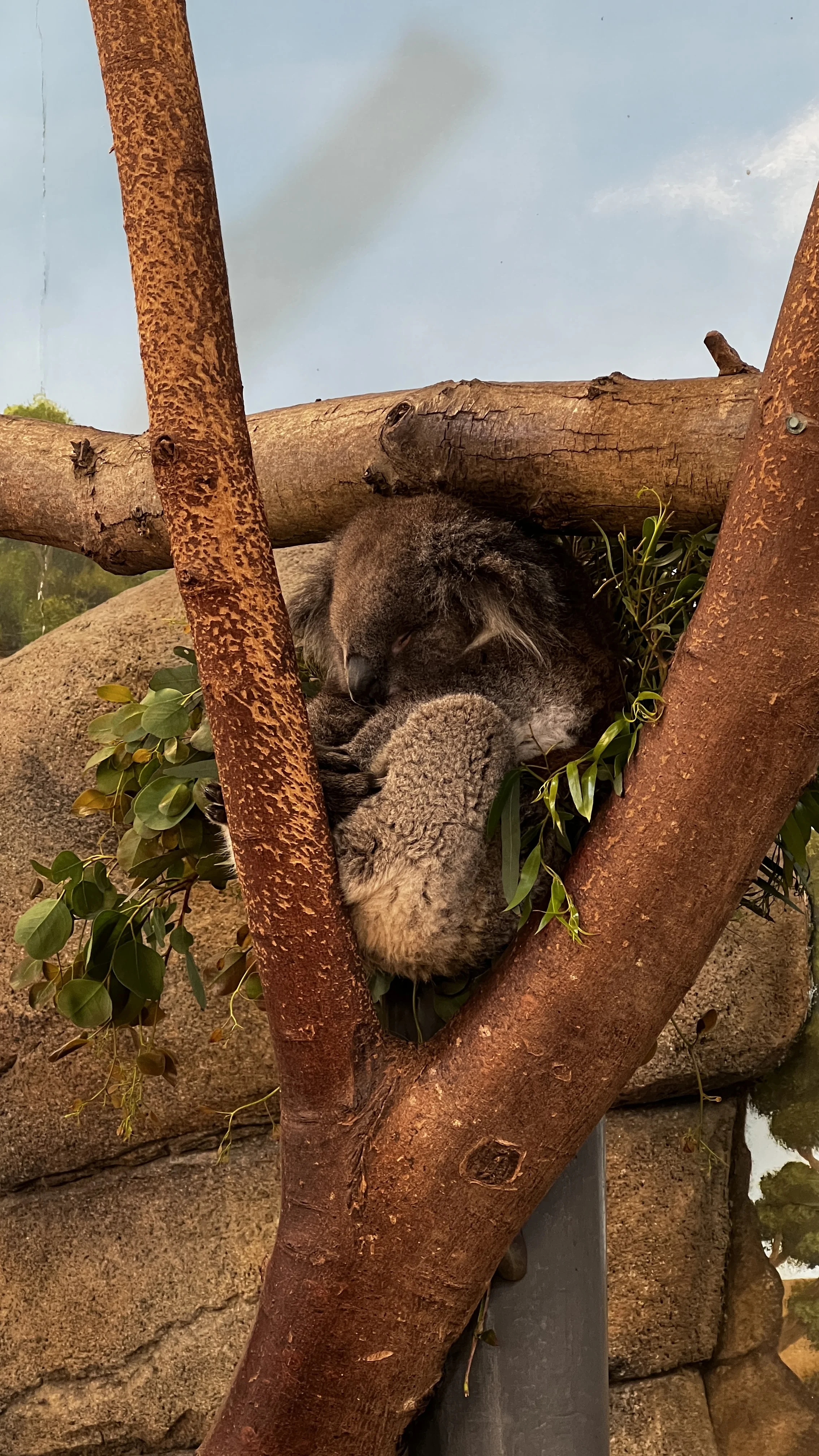 Koala resting at Koala Creek, Longleat