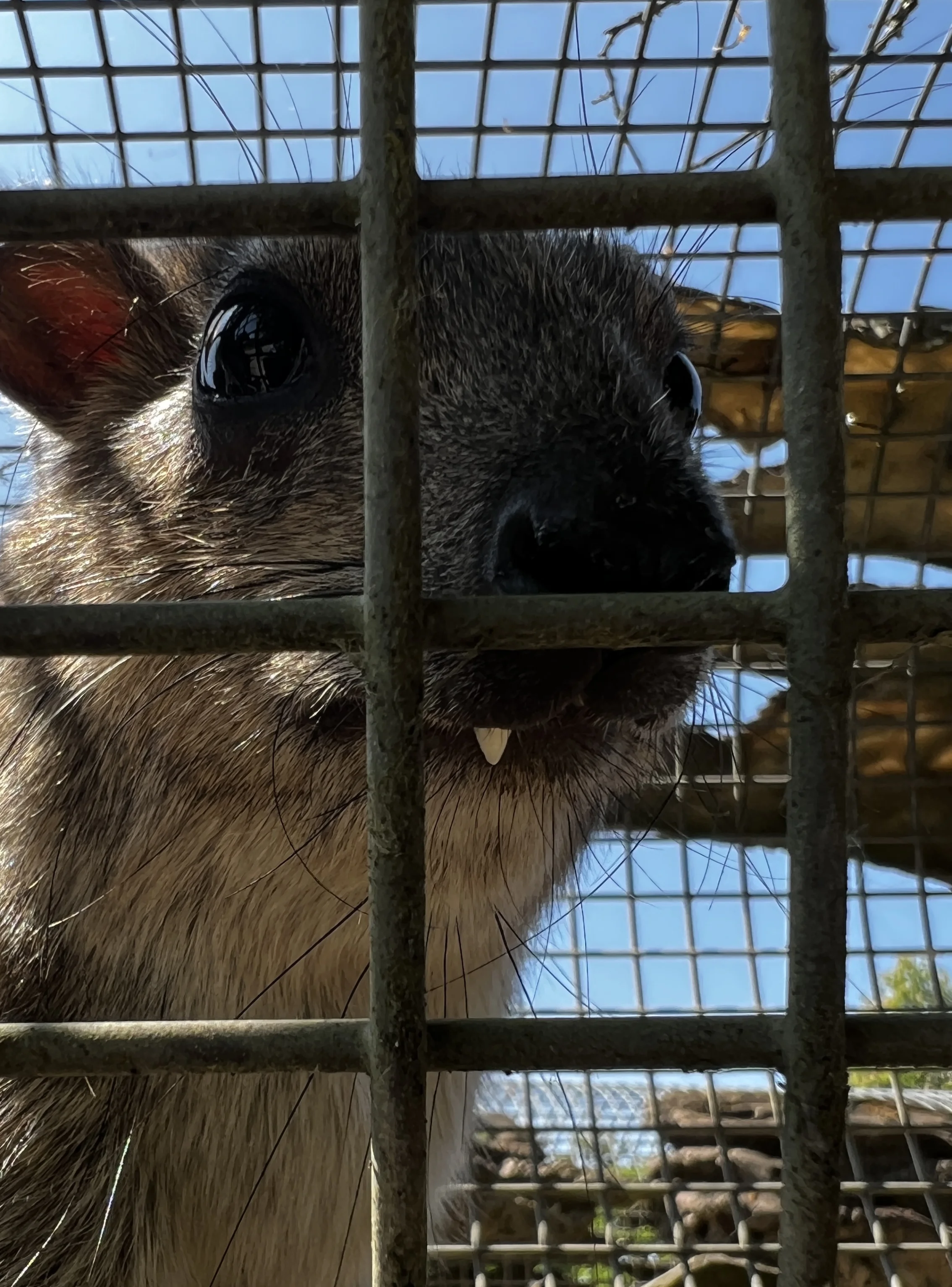 Wildlife at Longleat Safari Park