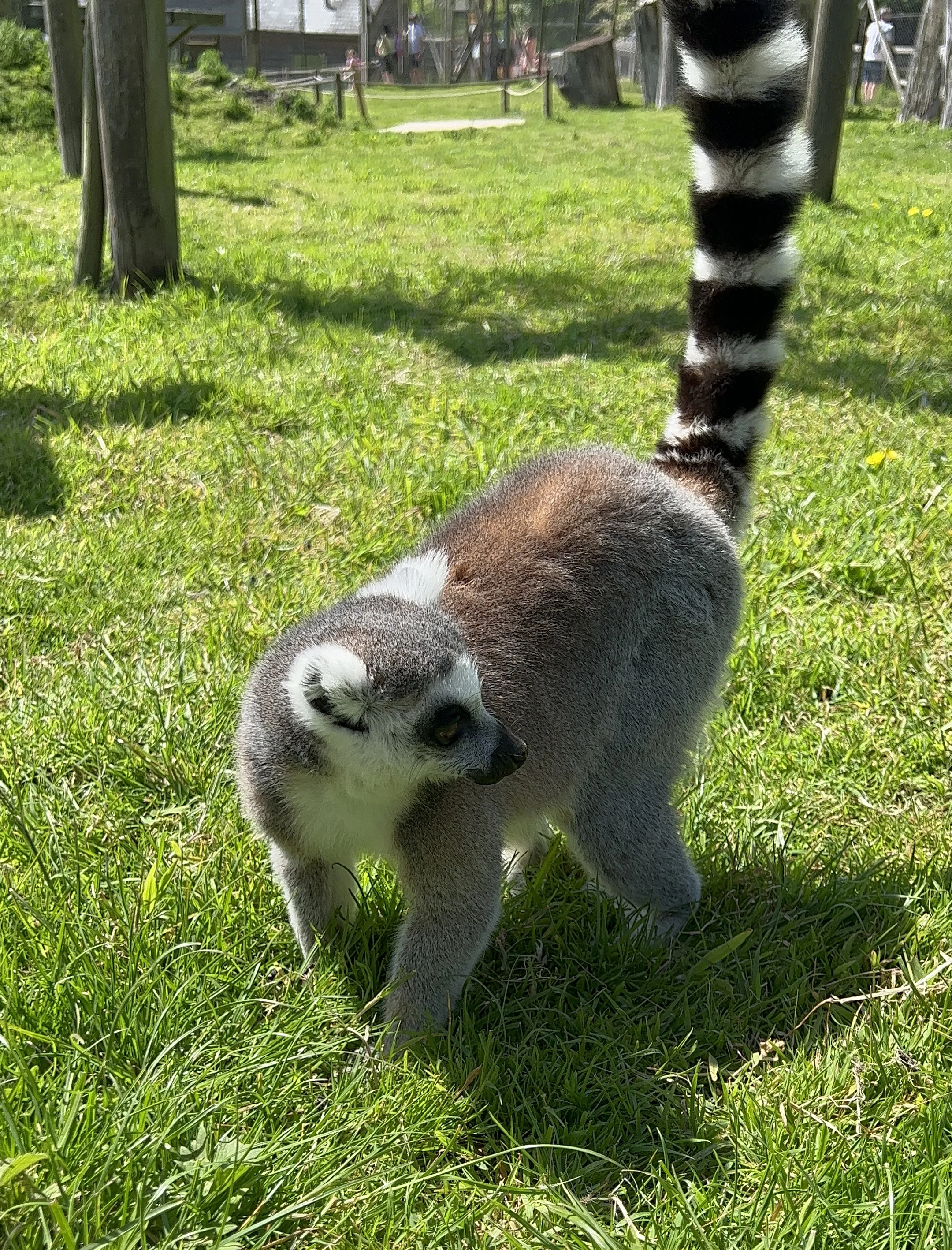 Longleat safari park