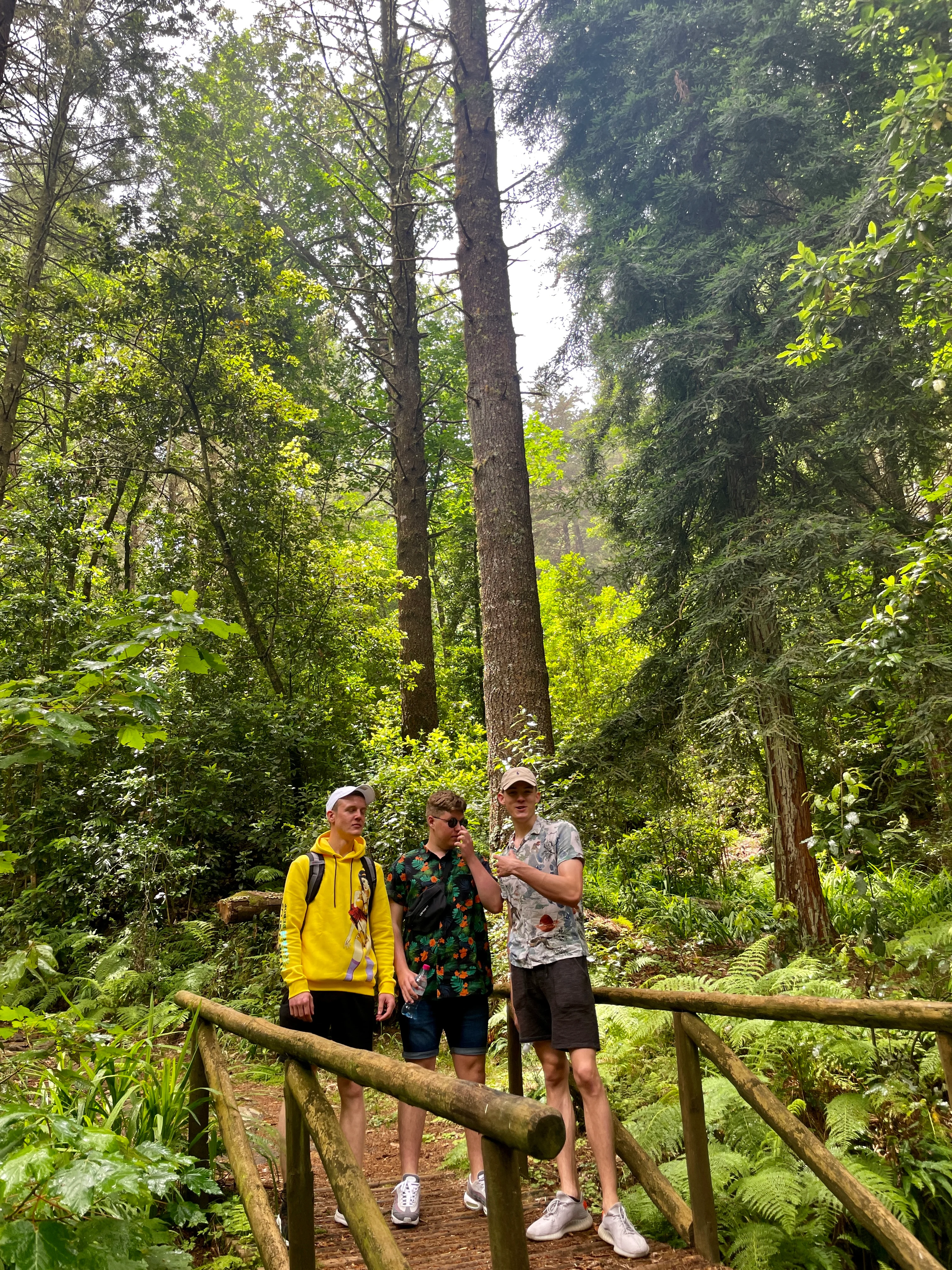 In the forests of Madeira