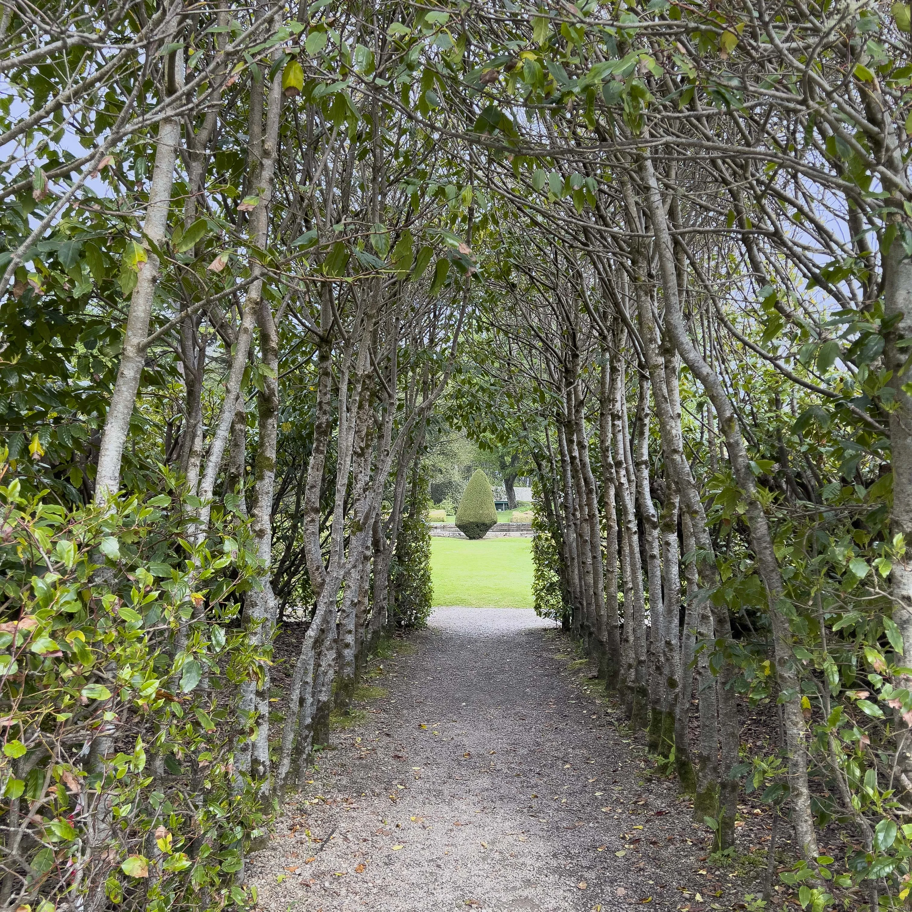 Entering the garden hedges at Dunrobin